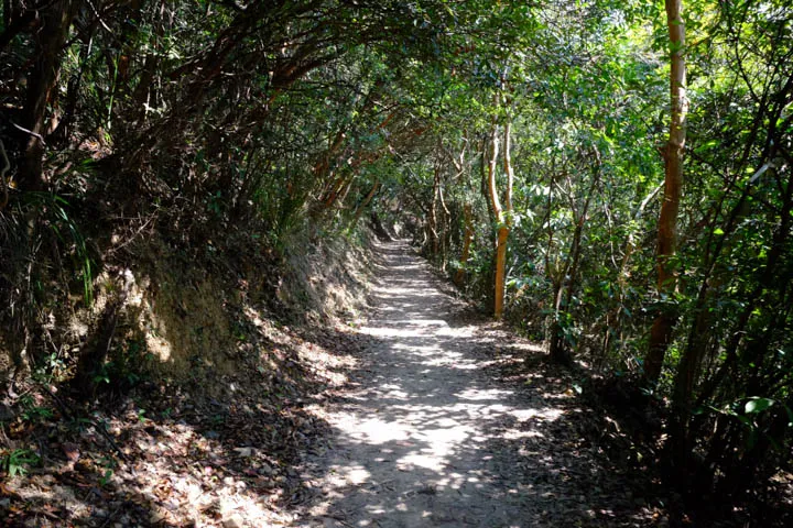 Flat trail around Mount High West with dirt surface and plenty of trees that provide shade